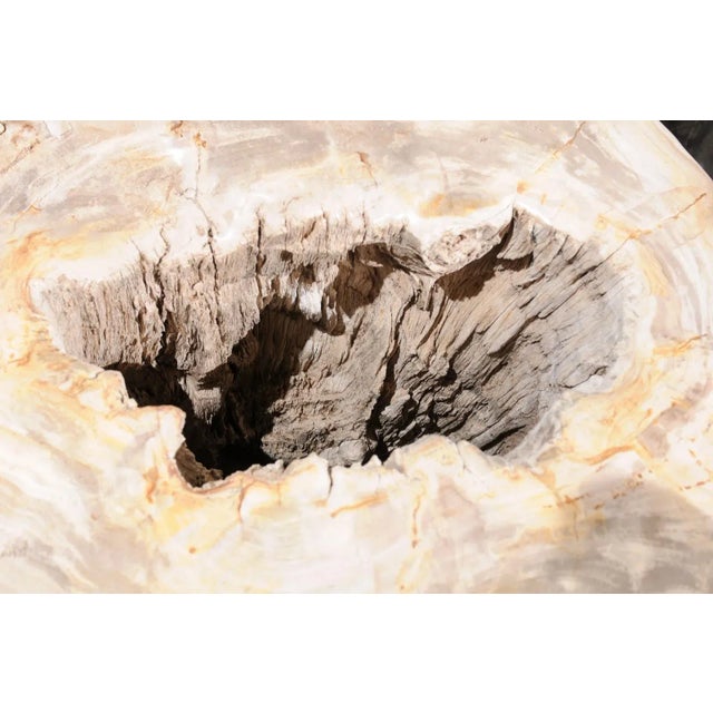 Large Petrified Wood Table Base Chairish