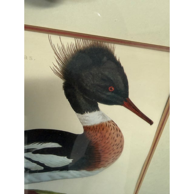Jan Christian Sepp Merganser Duck Engraving Reproductions, Pair For Sale In San Francisco - Image 6 of 9