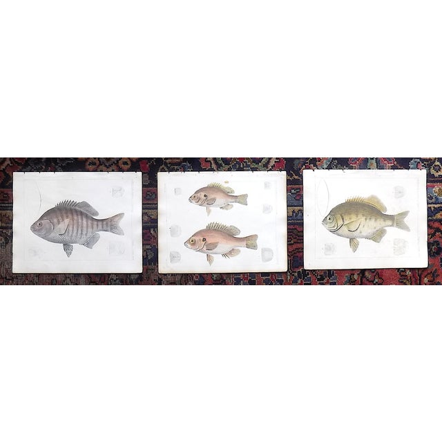 Late 19th Century Antique 19th Century Hand Colored Fish Lithographs - Set of 3 For Sale - Image 5 of 5