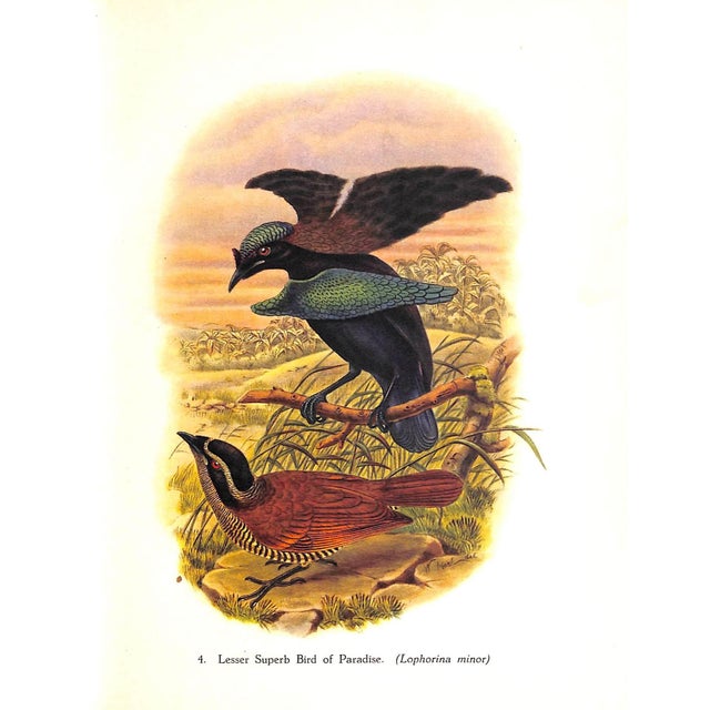 White "Tropical Birds" 1948 Sitwell, Sacheverell For Sale - Image 8 of 10