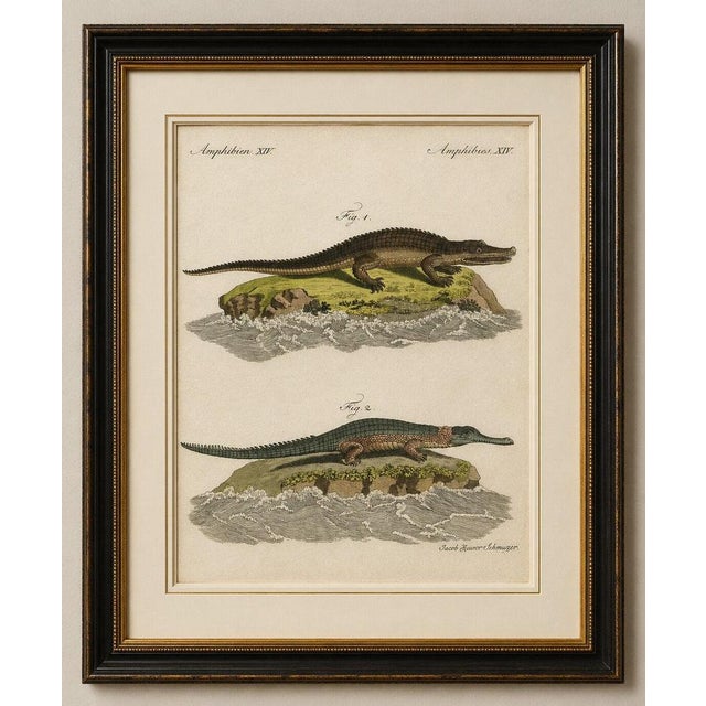 Original antique print of american crocodile and gharial by bertuch, 1802 original antique hand-colored copper engraving...