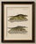 Original antique print of american crocodile and gharial by bertuch, 1802 original antique hand-colored copper engraving...