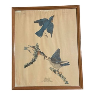 Framed Vintage Audubon Bluebird Print No. 23 Havell London Sylvia Sialis Ornithology Wall Art For Sale
