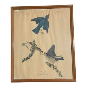 Framed Vintage Audubon Bluebird Print No. 23 Havell London Sylvia Sialis Ornithology Wall Art