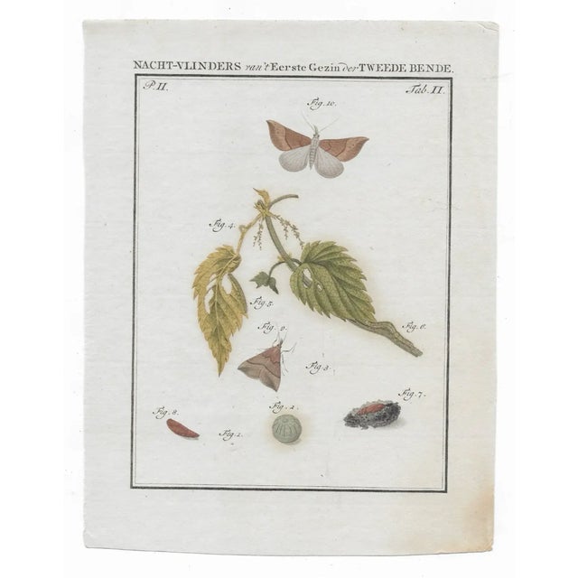Mid 18th Century 1762 Dutch Moth Insect Engravings - Set of Four For Sale - Image 5 of 5