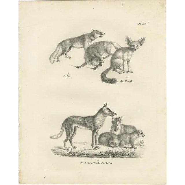 19th-century lithograph of foxes, fennec fox, and senegal jackal in the wild :this fascinating 19th-century lithograph...