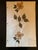 Authentic Pressed Flower from a college assignment to earn a teachers certification in 1917.. Kentucky