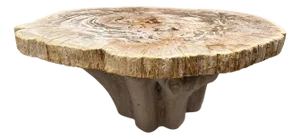 Andrianna Shamaris Oval Petrified Wood Coffee Table with an Organic Teak Base