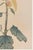 Not Yet Made - Made To Order Golden Spider Chrysanthemum by Hasegawa Japanese Botanical Art Print, 40" X 60" For Sale - Image 5 of 11