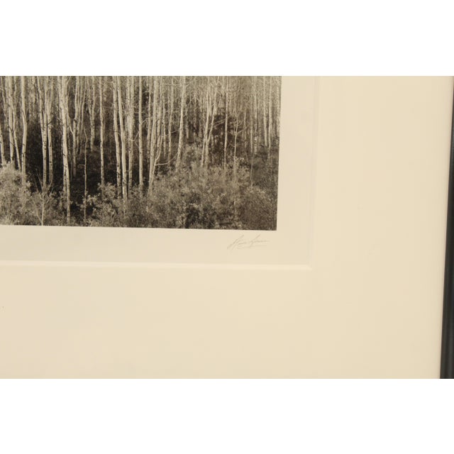 Ansel Adams Aspens, Dawn, Autumn, Dolores River Canyon, Colorado Authorized Ed. For Sale - Image 12 of 17