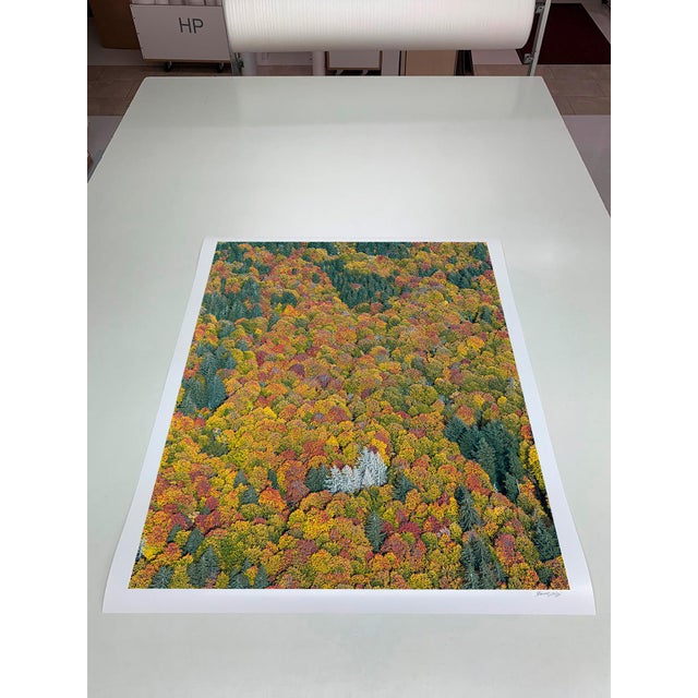 Photography Bavarian_Forest_02" Size a Contemporary Limited Edition Fine Art Photograph by Bernhard Lang For Sale - Image 7 of 10