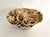1990s Extraordinary Natural Unbleached Poca Coral Speciman For Sale - Image 5 of 10