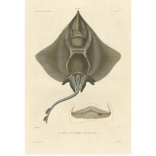 Arctic Skate or Gaimards Ray, Hand-Colored Lithograph, 1840s-1850s For Sale - Image 10 of 10