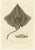 Arctic Skate or Gaimards Ray, Hand-Colored Lithograph, 1840s-1850s For Sale - Image 10 of 10