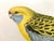 Nature Illustration of a Bird of the Species Sylvia Atricapilla, 1950s For Sale - Image 14 of 15