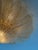 Il Sole Chandelier with Honey Colored Murano Glass Feather Prisms For Sale - Image 9 of 10