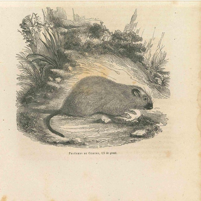 The Mouse is an original lithograph on ivory-colored paper, realized by Paul Gervais (1816-1879). The artwork is from The...