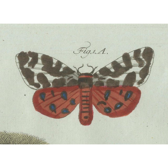 Bertuch, Three Moths and Metamorphosis, 1800, Engraving For Sale - Image 3 of 11