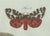 Bertuch, Three Moths and Metamorphosis, 1800, Engraving For Sale - Image 3 of 11