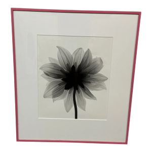 Circa 2004 Stefano Massei "Daisy" B/W Photograph, Framed