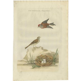 Sepp & Nozeman, Bird Illustration of the Common Linnet, 1789, Print For Sale