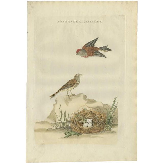 Sepp & Nozeman, Bird Illustration of the Common Linnet, 1789, Print For Sale