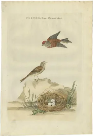 Sepp & Nozeman, Bird Illustration of the Common Linnet, 1789, Print