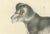 Olive C. C. Last, Macaque, Mandrill & Dikbuik Monkeys, Lithographs, 1836, Set of 2 For Sale - Image 8 of 11