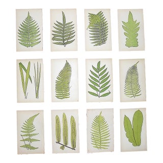 Antique 19th Century Botanical Fern Wood Engravings - Set of 12 For Sale