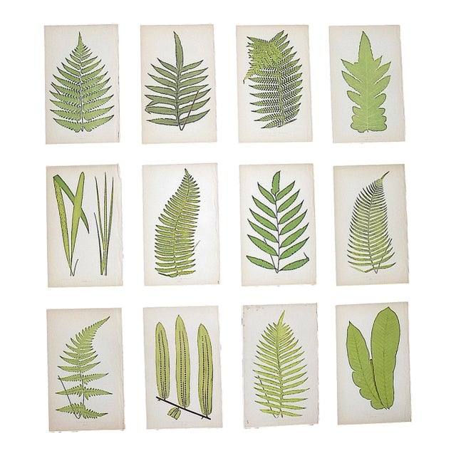 Antique 19th Century Botanical Fern Wood Engravings - Set of 12 For Sale