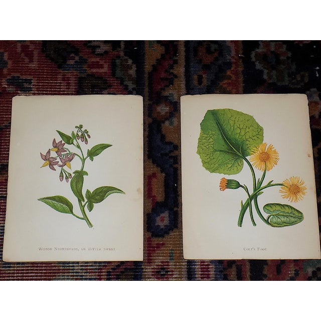 Realism Antique 19th Century Anne Pratt Botanical Chromolithographs - Set of 12 For Sale - Image 3 of 10