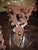 Pair of Italian Giltwood Wall Brackets For Sale - Image 4 of 6