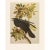 Charcoal 1966 Raven by John James Audubon, Vintage Cottage Print For Sale - Image 8 of 8