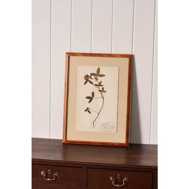 Finnish pressed herbarium specimen (dated 1928-30). Later professionally framed here in a custom burl wood frame. You'll...
