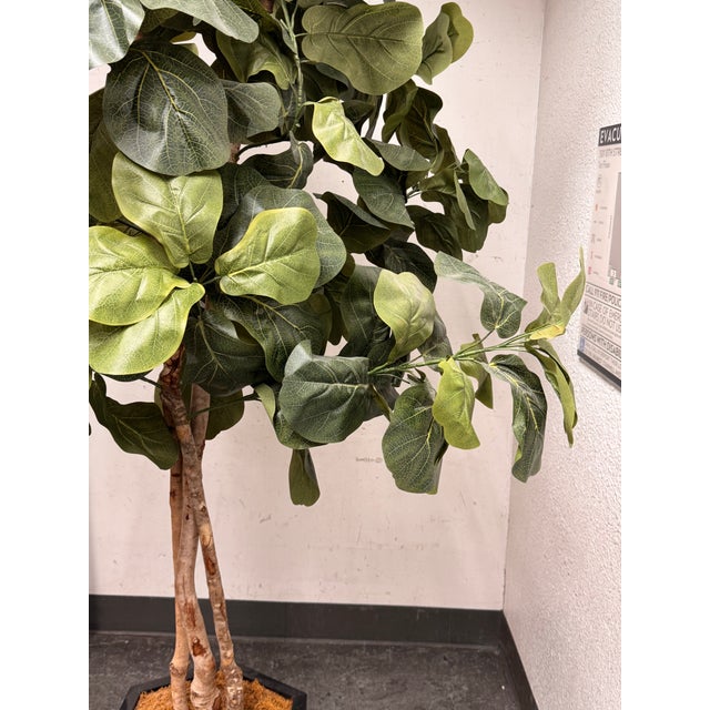 Faux Fiddle Leaf Fig Tree + Tapered Black Planter For Sale - Image 11 of 12
