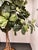 Faux Fiddle Leaf Fig Tree + Tapered Black Planter For Sale - Image 11 of 12