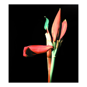 Botanica Magnifica, Jonathan Singer, Photography