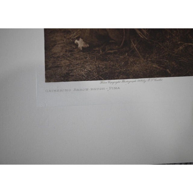 American Edward S. Curtis "Gathering Arrow-Brush - Pima" 1907 Vintage Tissue Photogravure, Cardozo Collection For Sale - Image 3 of 4