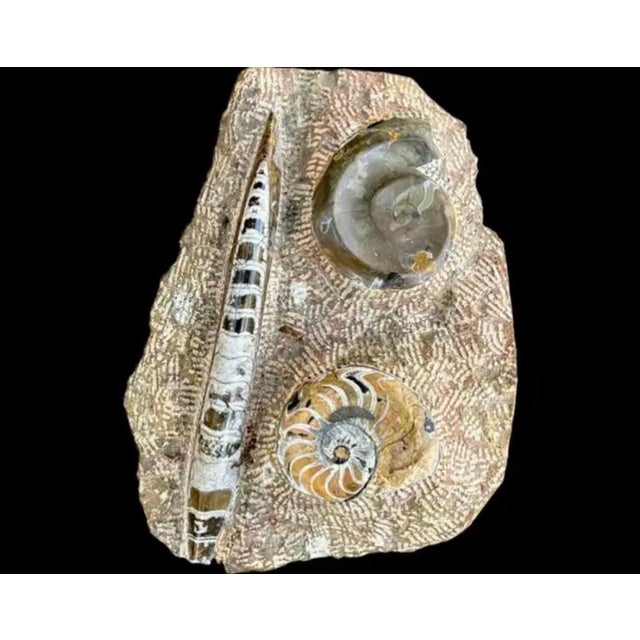 Ammonite and Orthoceras Fossil Plaque - Organic Modern Prehistoric Art For Sale - Image 10 of 10