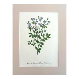 Vintage Mary Vaux Walcott Print in 11x14 Mat, Ready to Frame: Jacob's Ladder For Sale