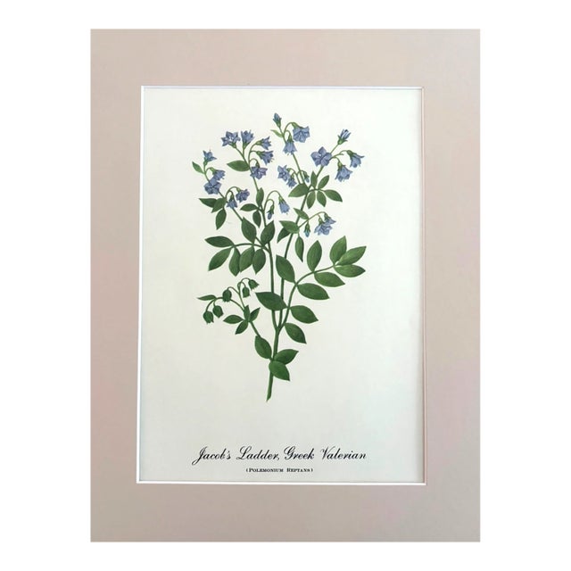 Vintage Mary Vaux Walcott Print in 11x14 Mat, Ready to Frame: Jacob's Ladder For Sale