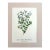 Vintage Mary Vaux Walcott Print in 11x14 Mat, Ready to Frame: Jacob's Ladder For Sale