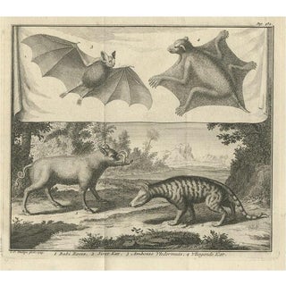 Aeg, Flying Cat with Pig and Bat and Civet Cat, 1729, Paper For Sale