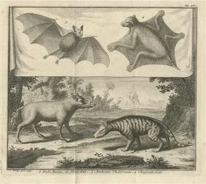 Aeg, Flying Cat with Pig and Bat and Civet Cat, 1729, Paper
