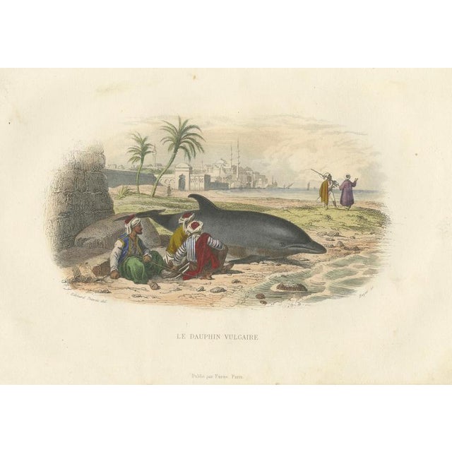 After Édouard Traviès, The Common Dolphin, 1840, Hand-Colored Engraving For Sale - Image 9 of 9