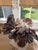 2020s Celestial Meets the Sea “Amphitrite’s Bouquet”-Coastal Art Sculpture For Sale - Image 5 of 11