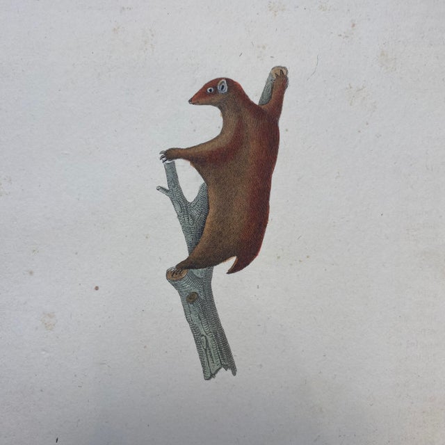 French French Antique 18th Century "Le Galeophitheque" Animal Engraving Hand Colored Artwork For Sale - Image 3 of 7