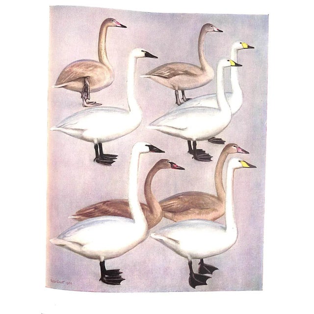 "The Waterfowl of the World: Volumes One & Two" 1956 Delacour, Jean For Sale - Image 14 of 17