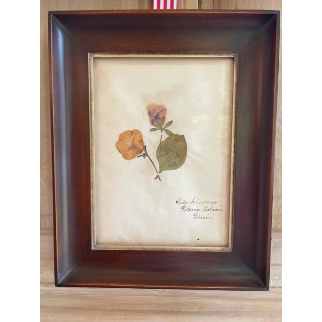 Wood Antique Swedish Herbarium - Petunia, 19th Century For Sale - Image 7 of 8