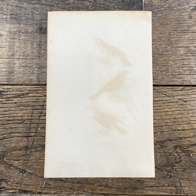 Tan French Antique 18th Century Bird Engraving Hand Colored Artwork For Sale - Image 8 of 8